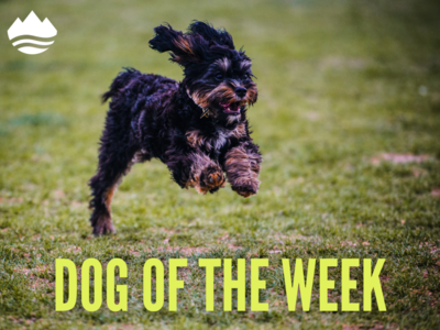 Dog of the Week: Charlie