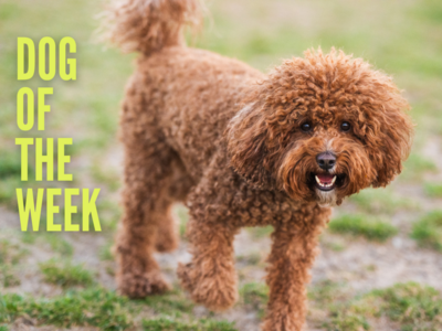 Dog of the Week - Winston